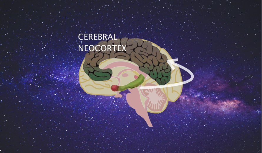 Ceveral neocortex