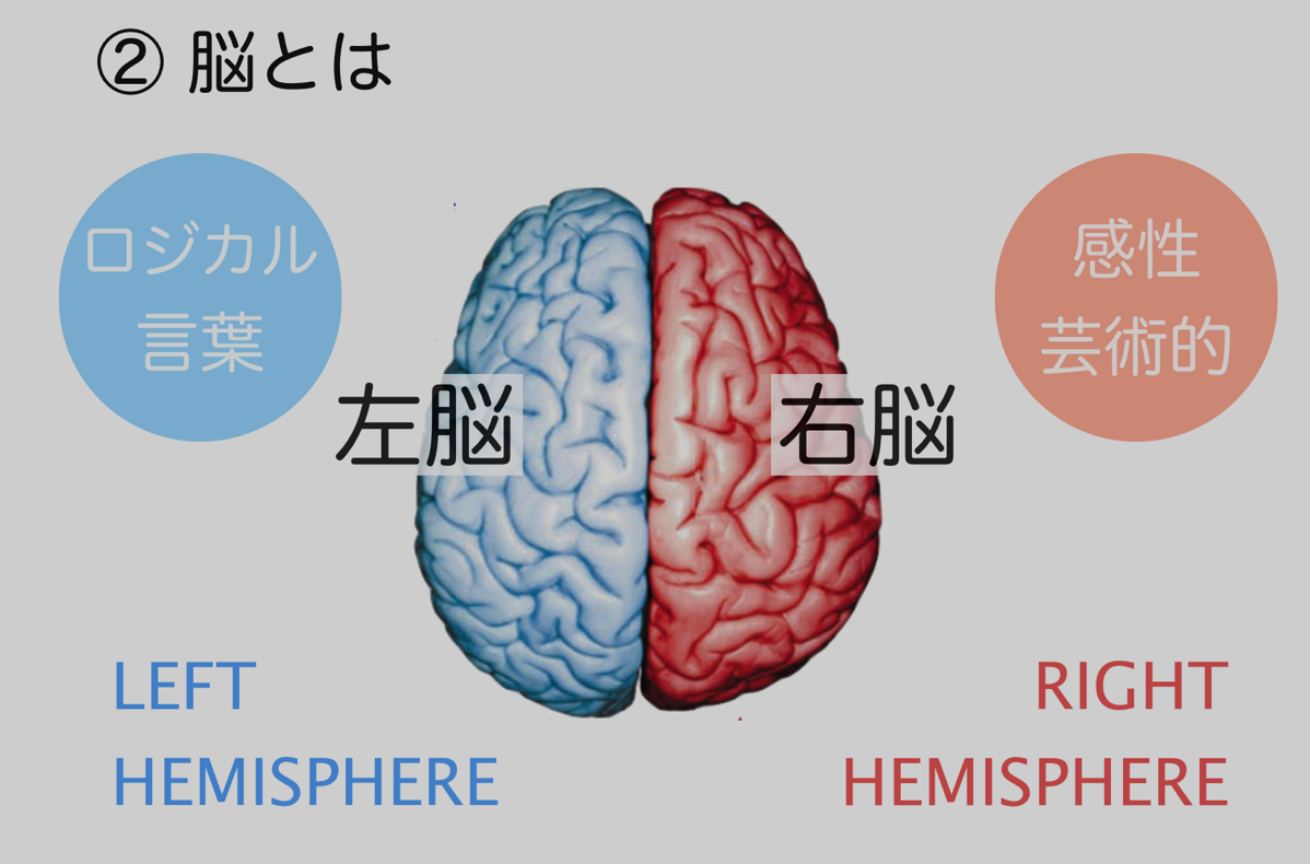 Right left hemisphere
