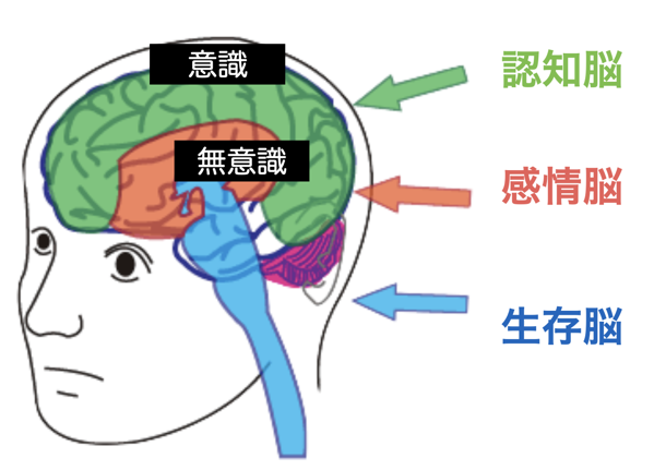 脳3層構造